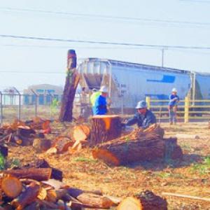 Halsey's Tree Service