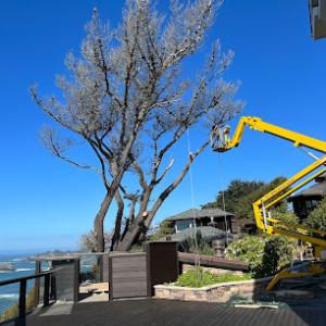 Johnson's Quality Tree Care