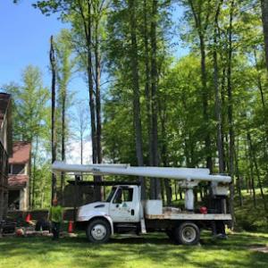 Frey Tree Specialist