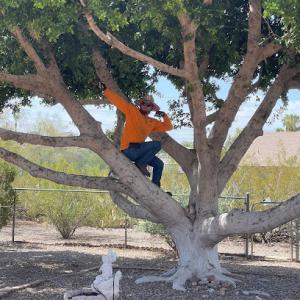 Family Tree Trimming