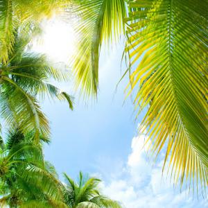 Tree Monkey Tree Trimming AZ