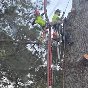 Arbor Tree Care