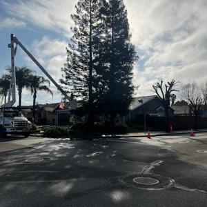 Gutierrez Tree Care 1