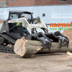 Alpha Tree Services