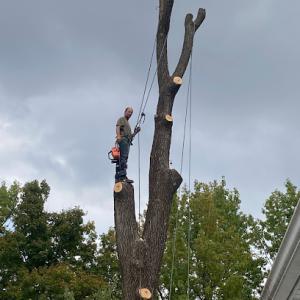 LOWERY tree services