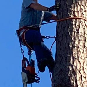 Boggan's Tree Service