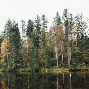 Brother Bear Tree Service & Landscaping