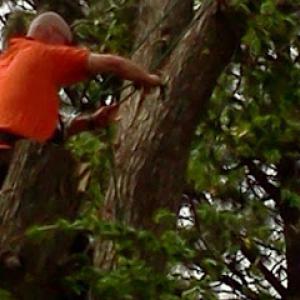 Marcs tree & landscape