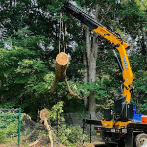 Carolina Tree Care