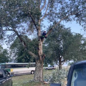 Thy Neighbor Tree Services