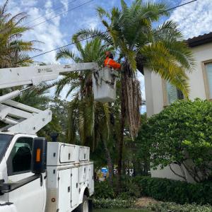 H&M Tree Service