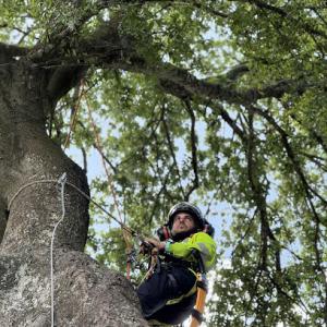 Winter Garden Tree Care