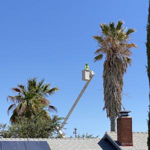 Windsor Tree Service