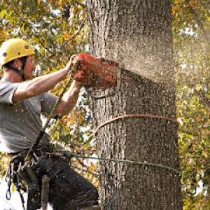 H & H Tree Services