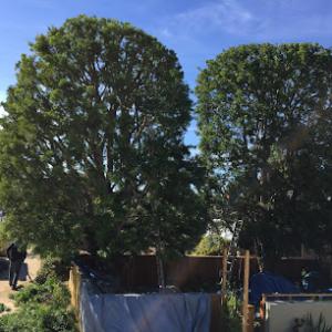 Crestwood Tree Care