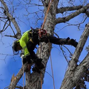 Wnc Tree Experts