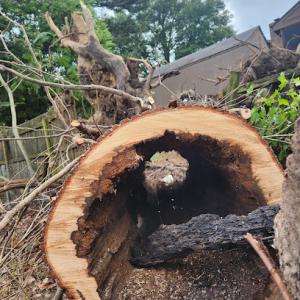 Carpenter Tree Services