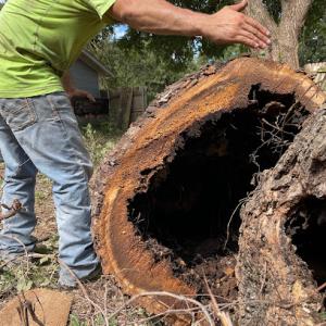 Treehugger Tree Service