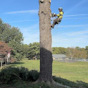 Prestige Tree Experts