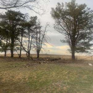 L & D's Tree Service