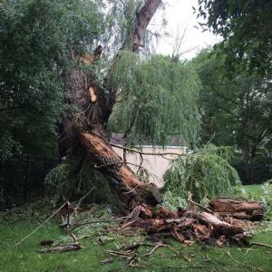 Mario's Tree Service