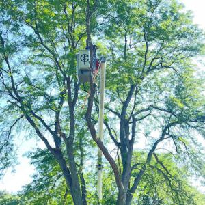 Chino's Tree Care & Landscaping