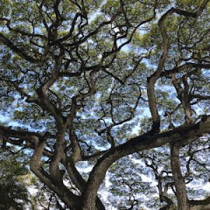 American Tree Service