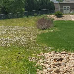 Lawn & Tree Solutions By Growing Green