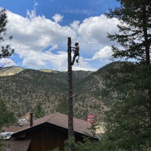 Shady Grove Tree Care