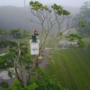 Frontier Tree Company