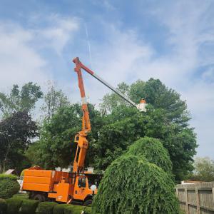 Cholula Tree Service