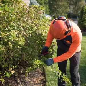 SavATree - Tree Service & Lawn Care