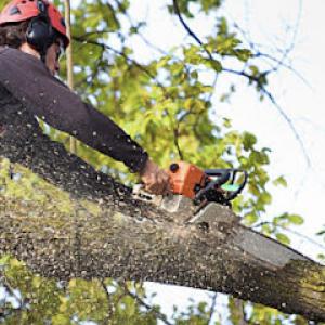 MM Bronx Tree Service - Tree Cutting, Tree Trimming, Tree Removal