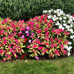 Bayside Landscaping Group