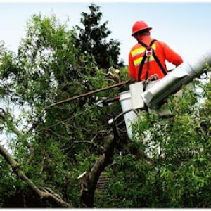 Tree Cutting Bronx