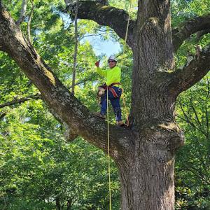 G&A South Trees & Lawn Service