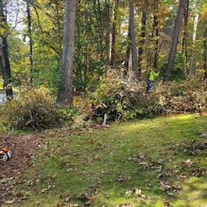 The Yard Champion Tree Service Southeastern