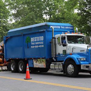 Destito Tree Services