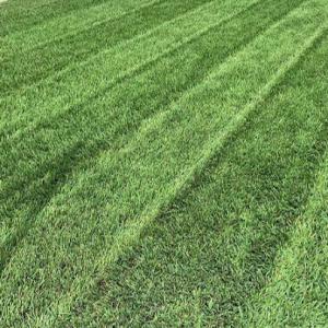 Lawn-Pro Lawncare Service