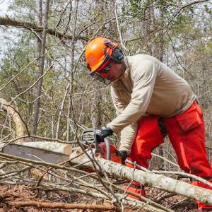 Attleboro Tree Service Pros