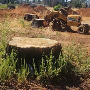 David's Stump Grinding