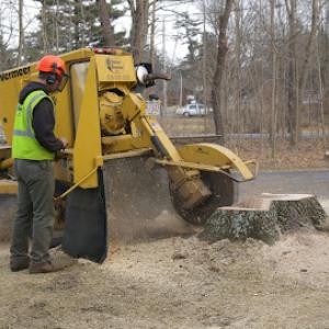 Steve's Tree Service
