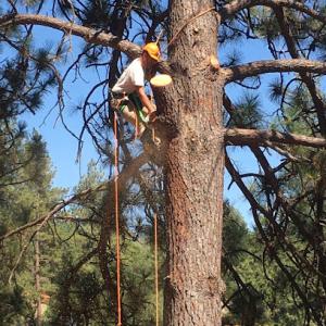 Barker Tree Services