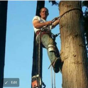 Clean Cut Tree Service
