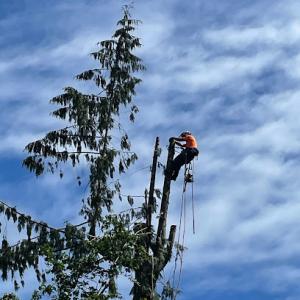White River Tree Service