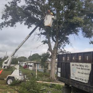 All The Way Up Tree Services