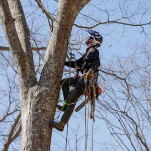 Good Neighbors Tree Service