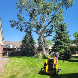 Natural Tree Care & Recycling