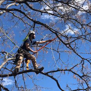 Little Bear Tree Service