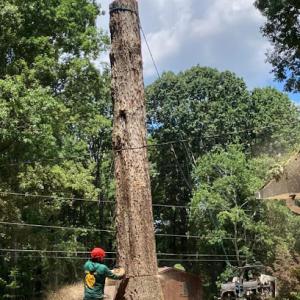 All In Tree Services & Pro